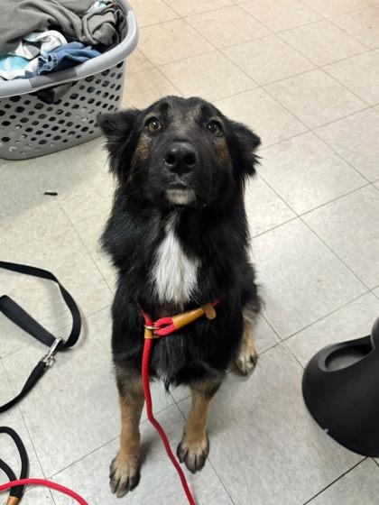 Enlarge Ferrah, a Adoptable mixed breed in Hobart, IN image 2/2
