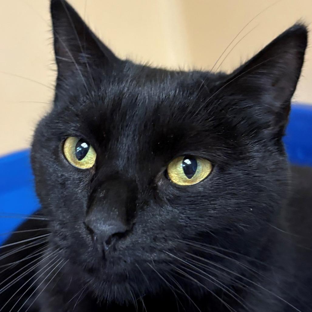 Enlarge Mocha, a Adoptable Domestic Short Hair in East Hanover, NJ image 1/5