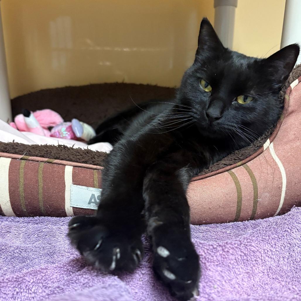 Enlarge Mocha, a Adoptable Domestic Short Hair in East Hanover, NJ image 4/5