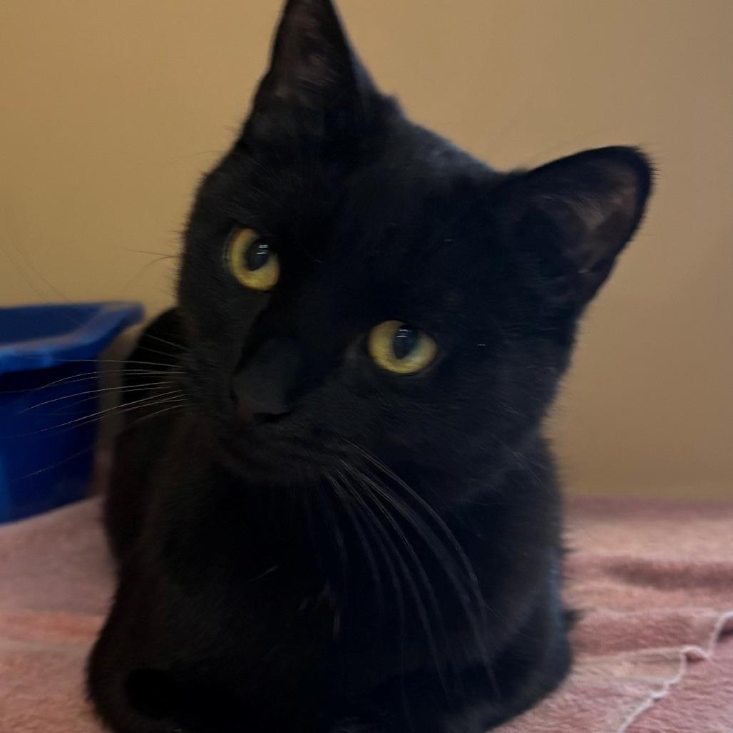 Enlarge Mocha, a Adoptable Domestic Short Hair in East Hanover, NJ image 5/6