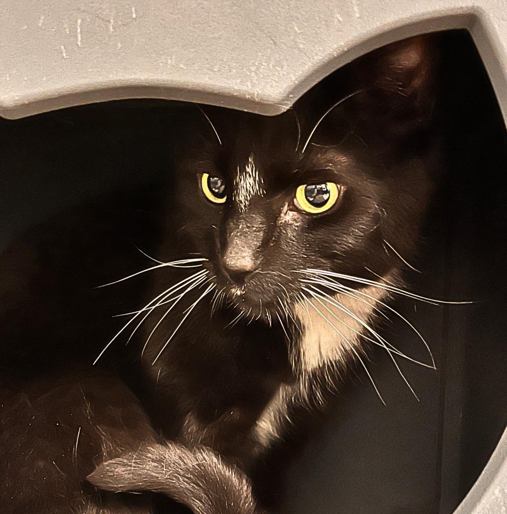 Enlarge Ziggy, a Adopted mixed breed in Utica, MI image 1/2