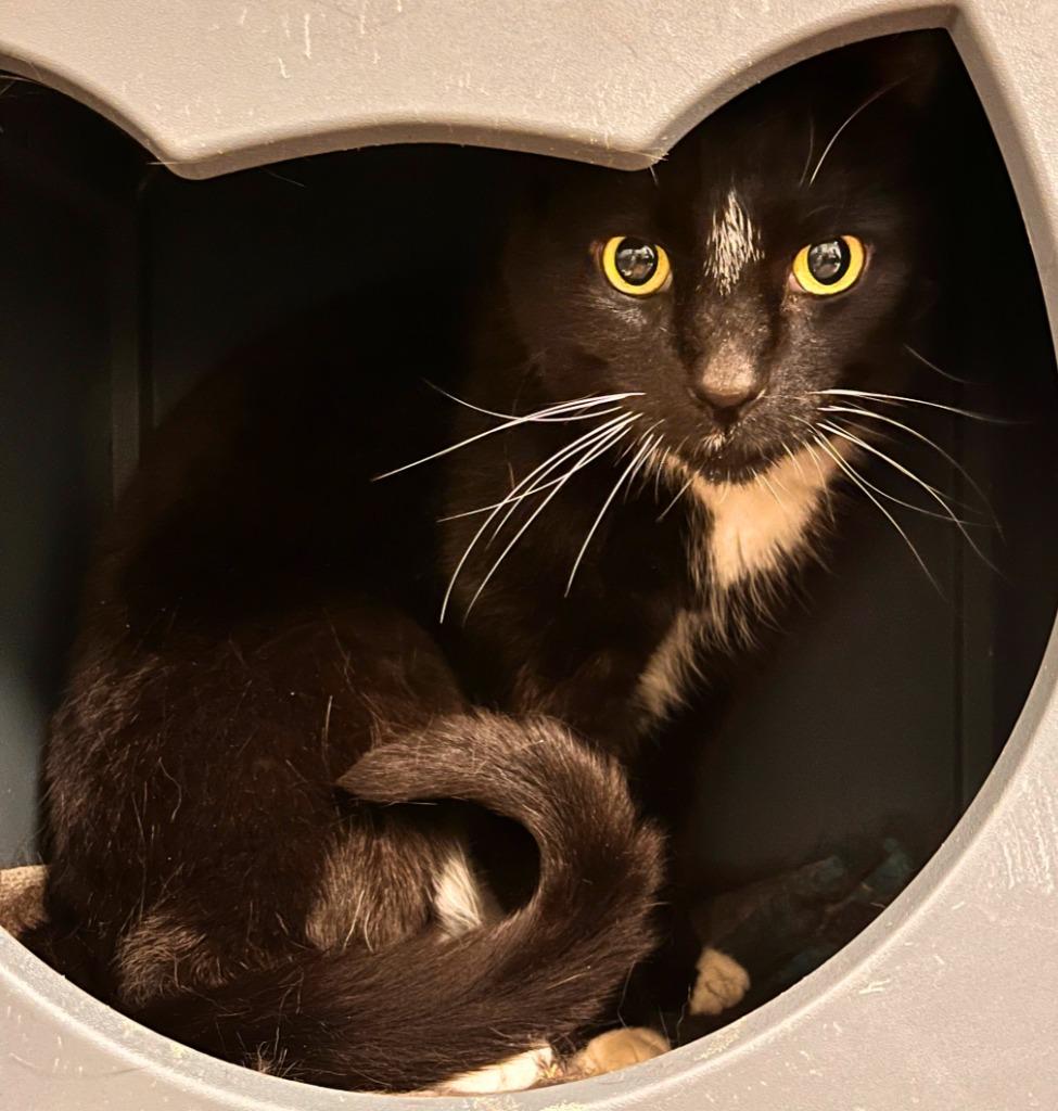 Enlarge Ziggy, a Adopted mixed breed in Utica, MI image 2/2