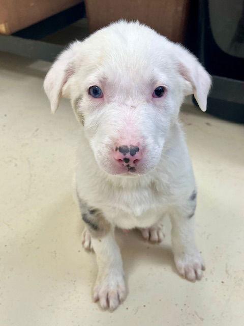 Enlarge Kringle, a Adoptable mixed breed in Webster, WI image 1/3