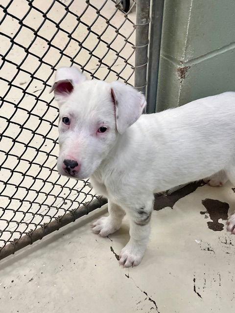 Enlarge Kringle, a Adoptable mixed breed in Webster, WI image 2/3