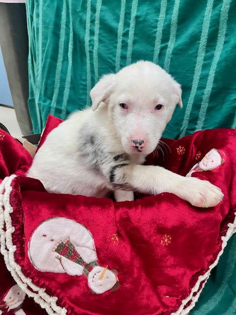 Enlarge Kringle, a Adoptable mixed breed in Webster, WI image 3/3