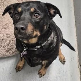 Enlarge Molly, a Adoptable mixed breed in Libby, MT image 3/4