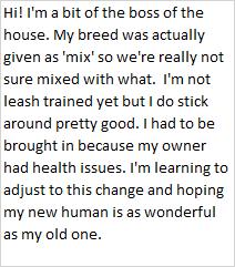 Enlarge Molly, a Adoptable mixed breed in Libby, MT image 4/4