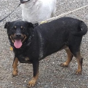 Enlarge Molly, a Adoptable mixed breed in Libby, MT image 1/4