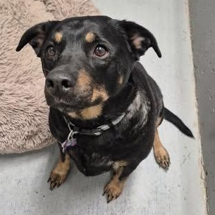 Enlarge Molly, a Adoptable mixed breed in Libby, MT image 2/4