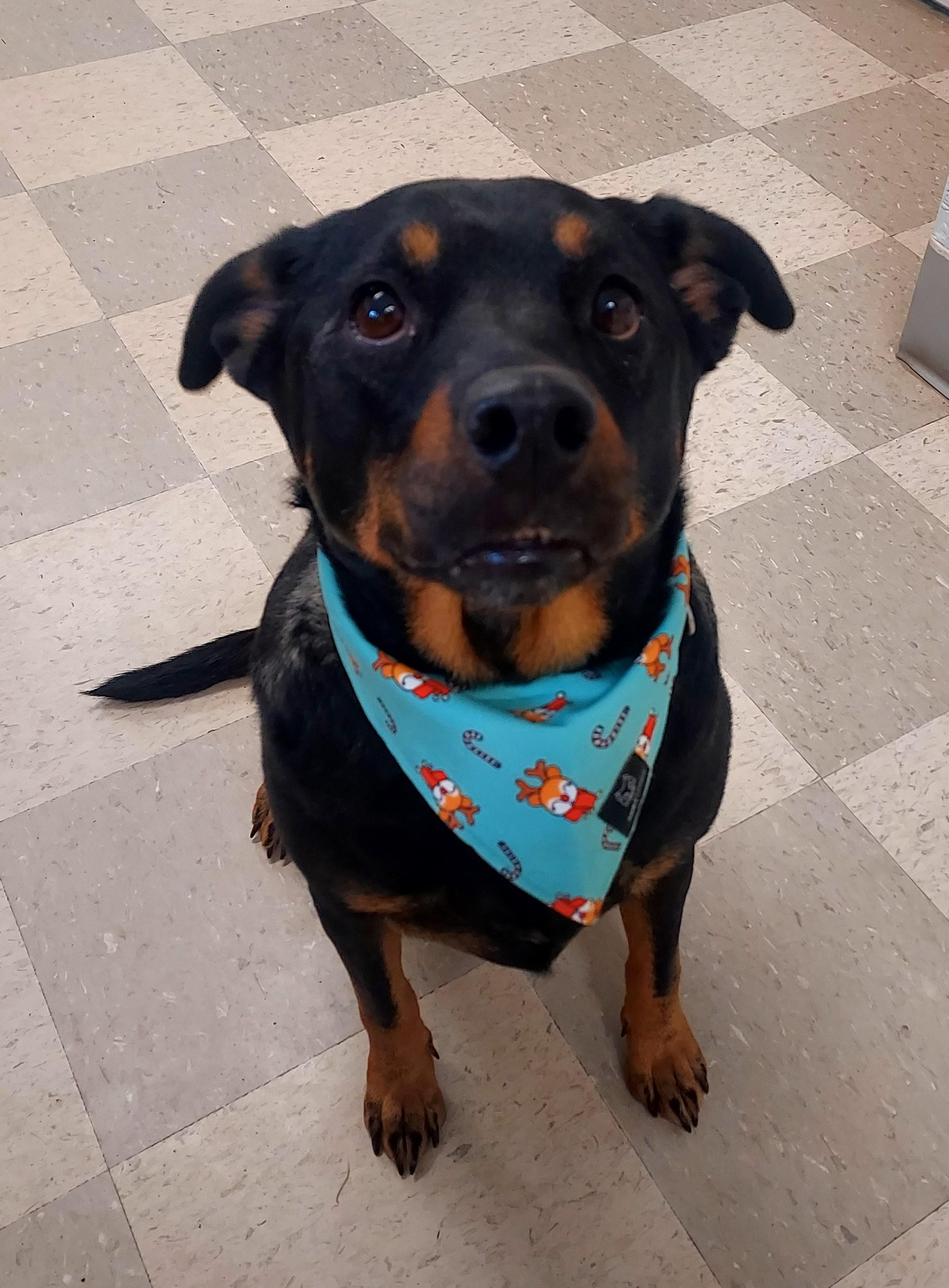 Molly, Adoptable, Adult Female Labrador Retriever & Doberman Pinscher.