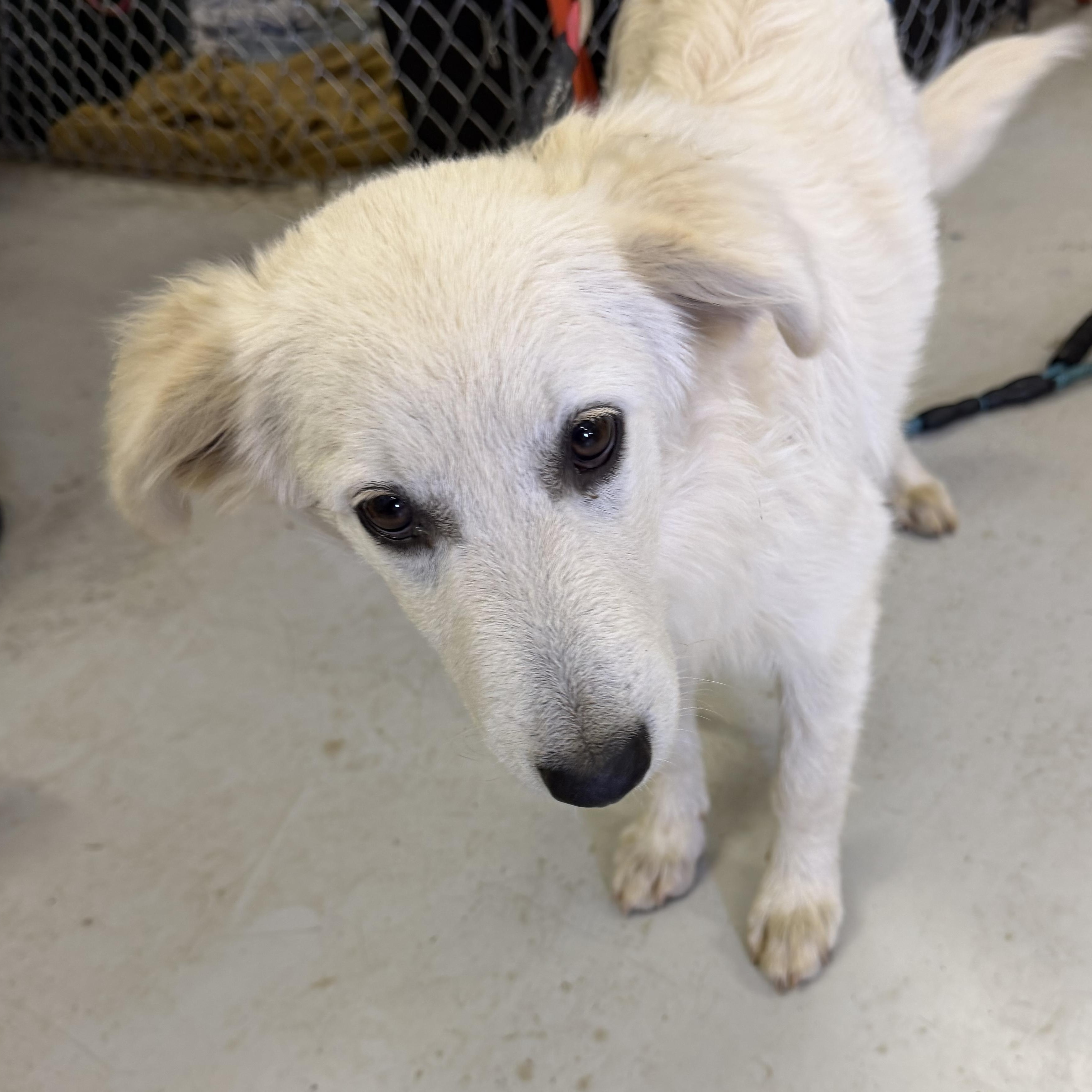 Cotton - English Cream Golden, an adopted mixed breed in Muldrow, OK image 1/5