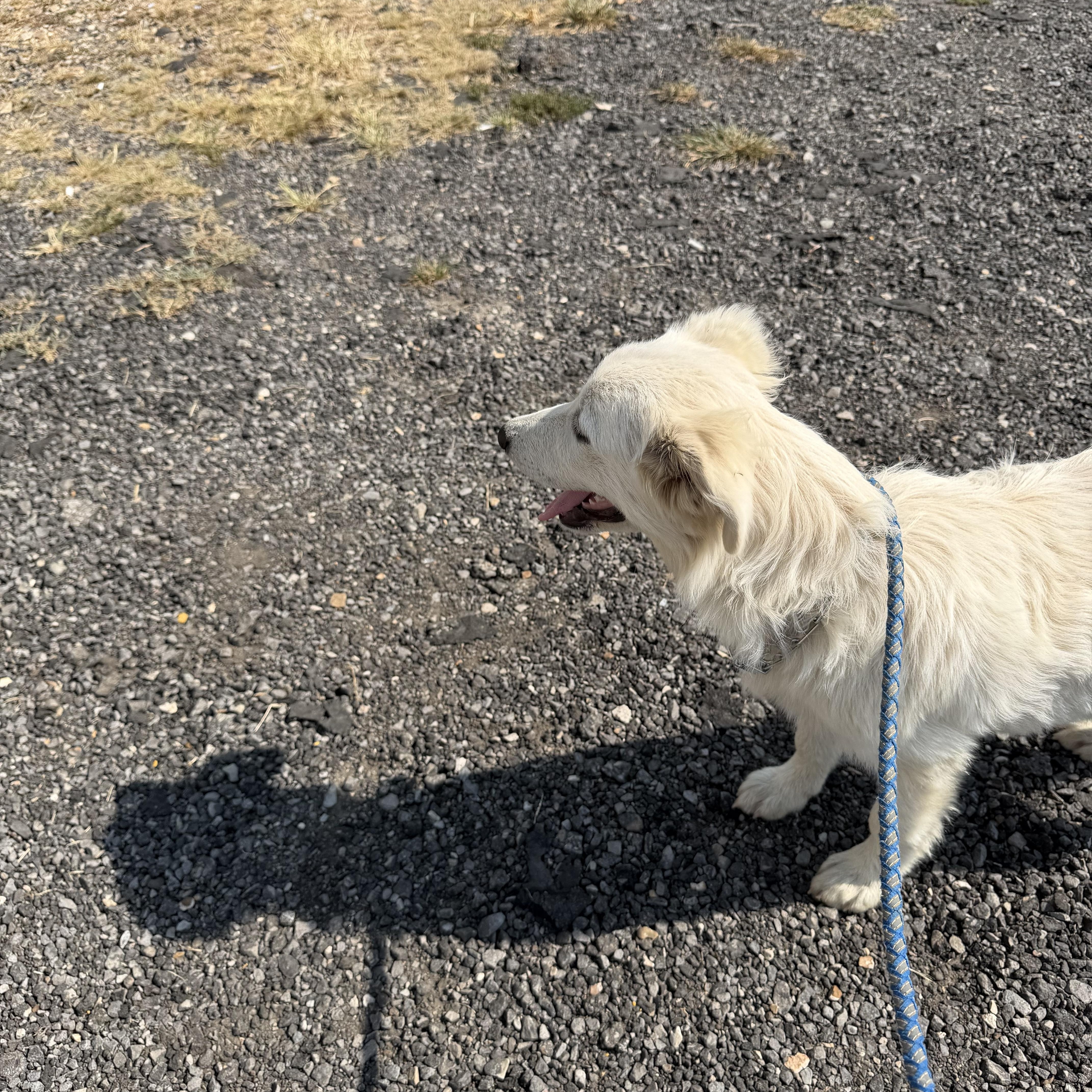 Cotton - English Cream Golden, an adopted mixed breed in Muldrow, OK image 3/5