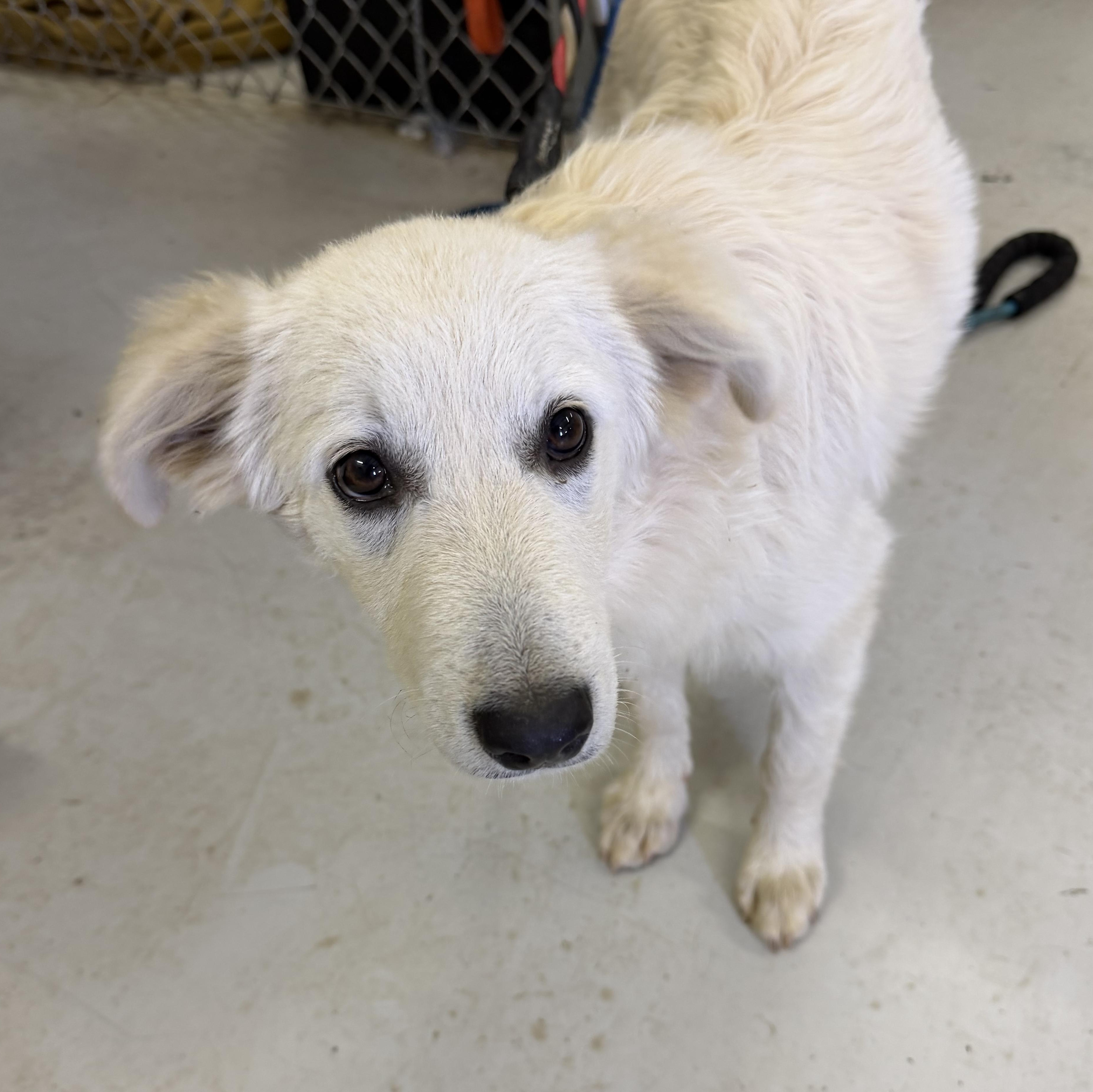 Cotton - English Cream Golden, an adopted mixed breed in Muldrow, OK image 5/5