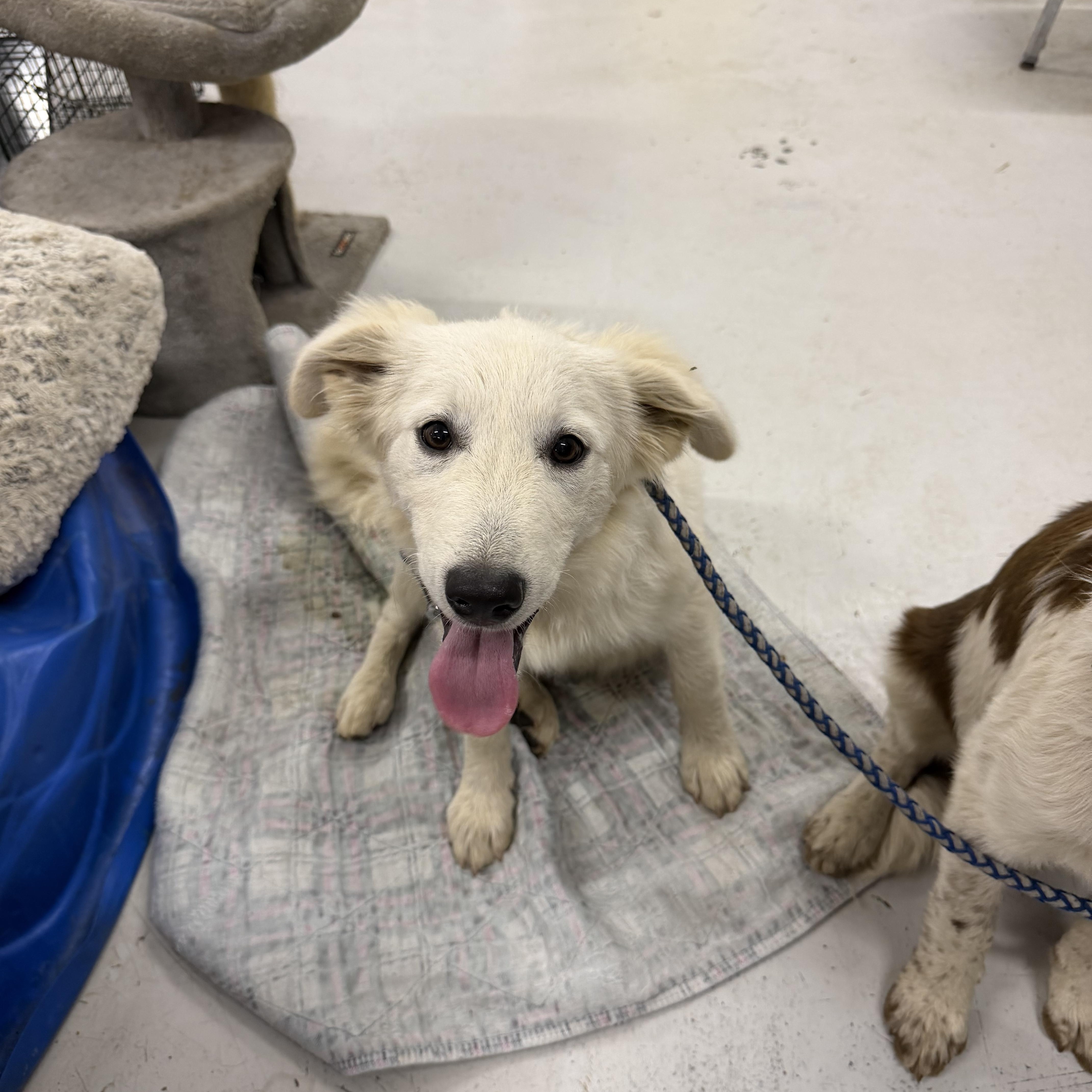 Cotton - English Cream Golden, an adopted mixed breed in Muldrow, OK image 2/5