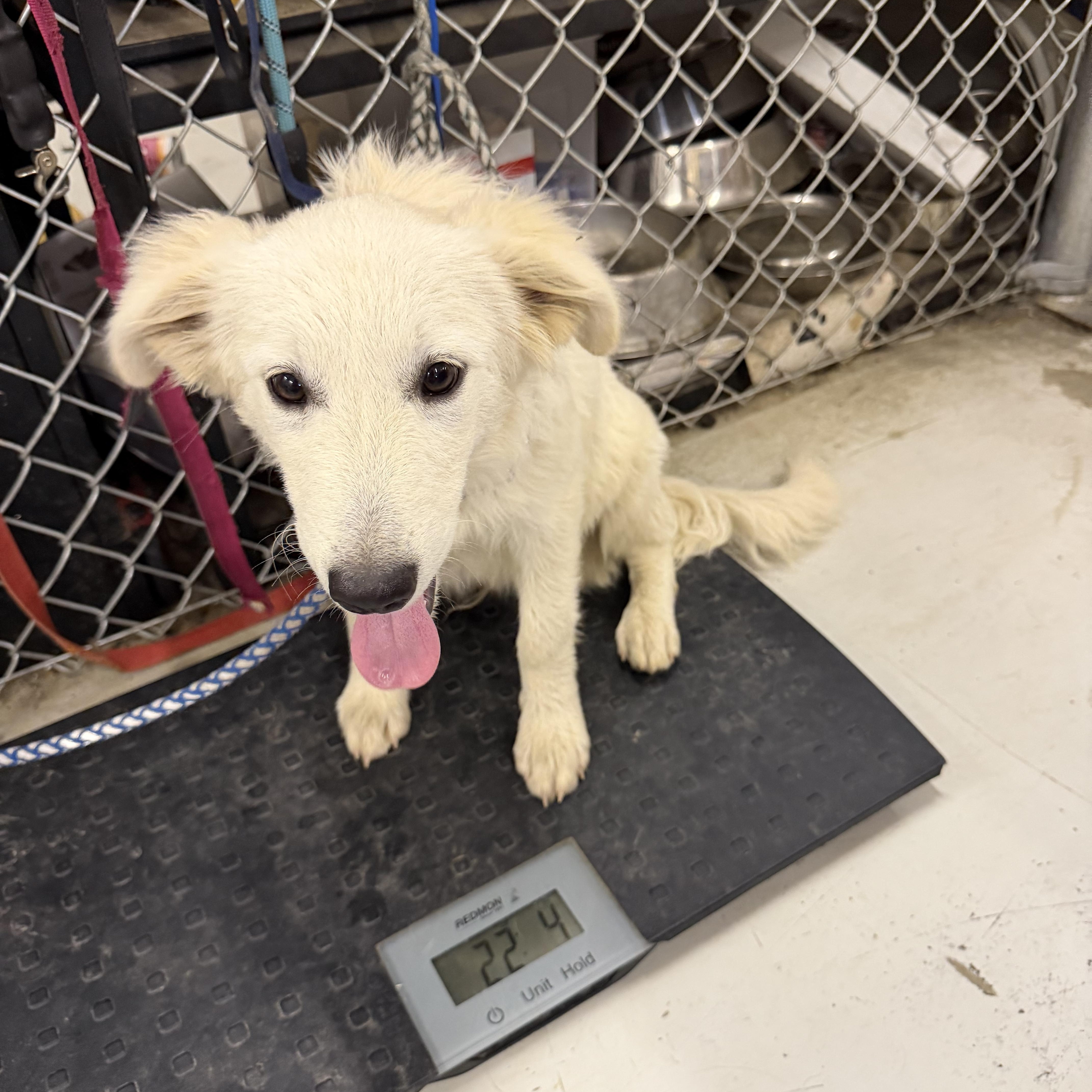 Cotton - English Cream Golden, an adopted mixed breed in Muldrow, OK image 4/5
