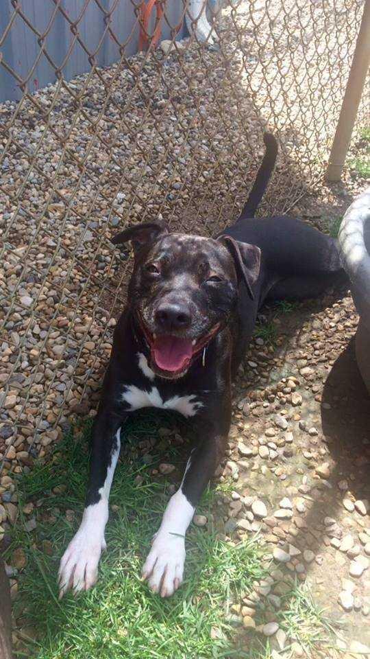 Dharma, Adopted, Adult Female Pit Bull Terrier.