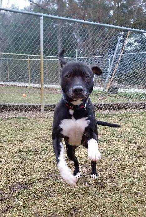 Dharma, a Adopted mixed breed in South Bend, IN image 2/6