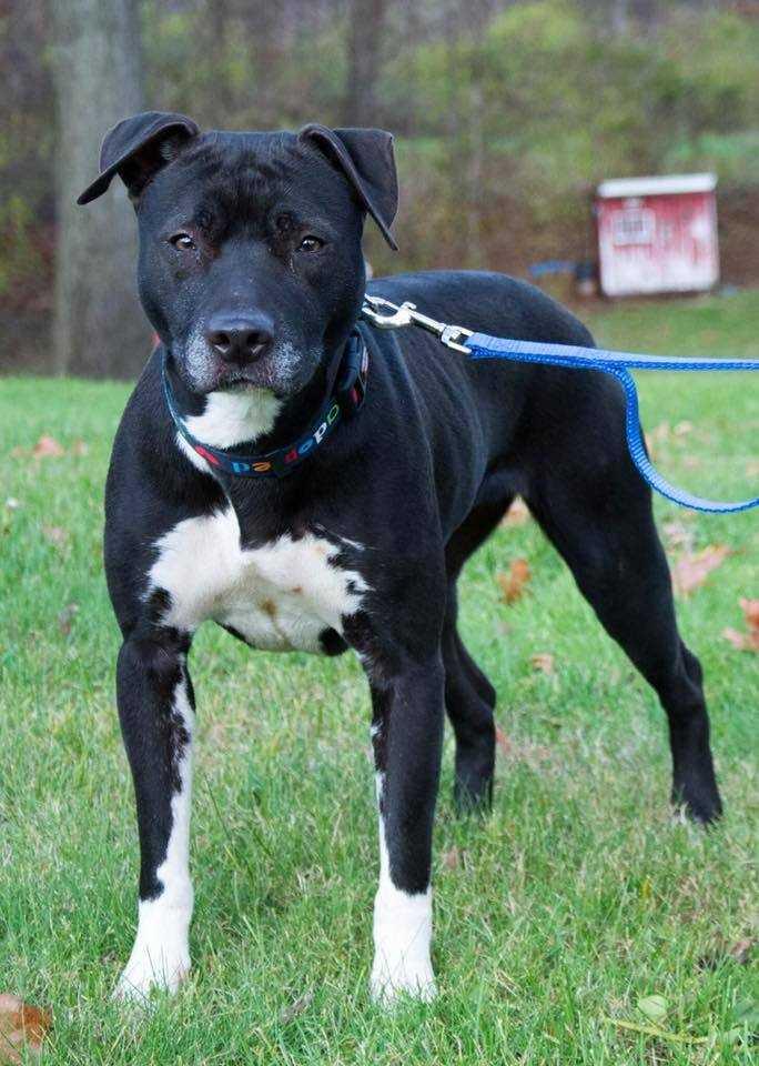 Dharma, a Adopted mixed breed in South Bend, IN image 3/6