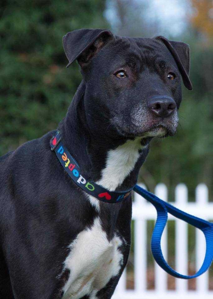 Dharma, a Adopted mixed breed in South Bend, IN image 5/6