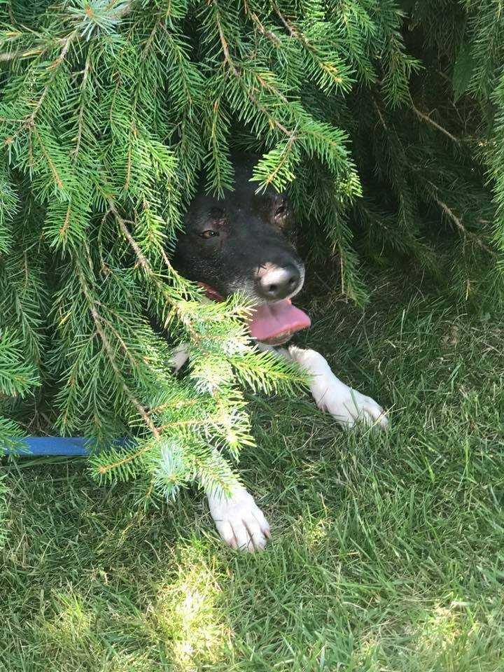 Dharma, a Adopted mixed breed in South Bend, IN image 6/6