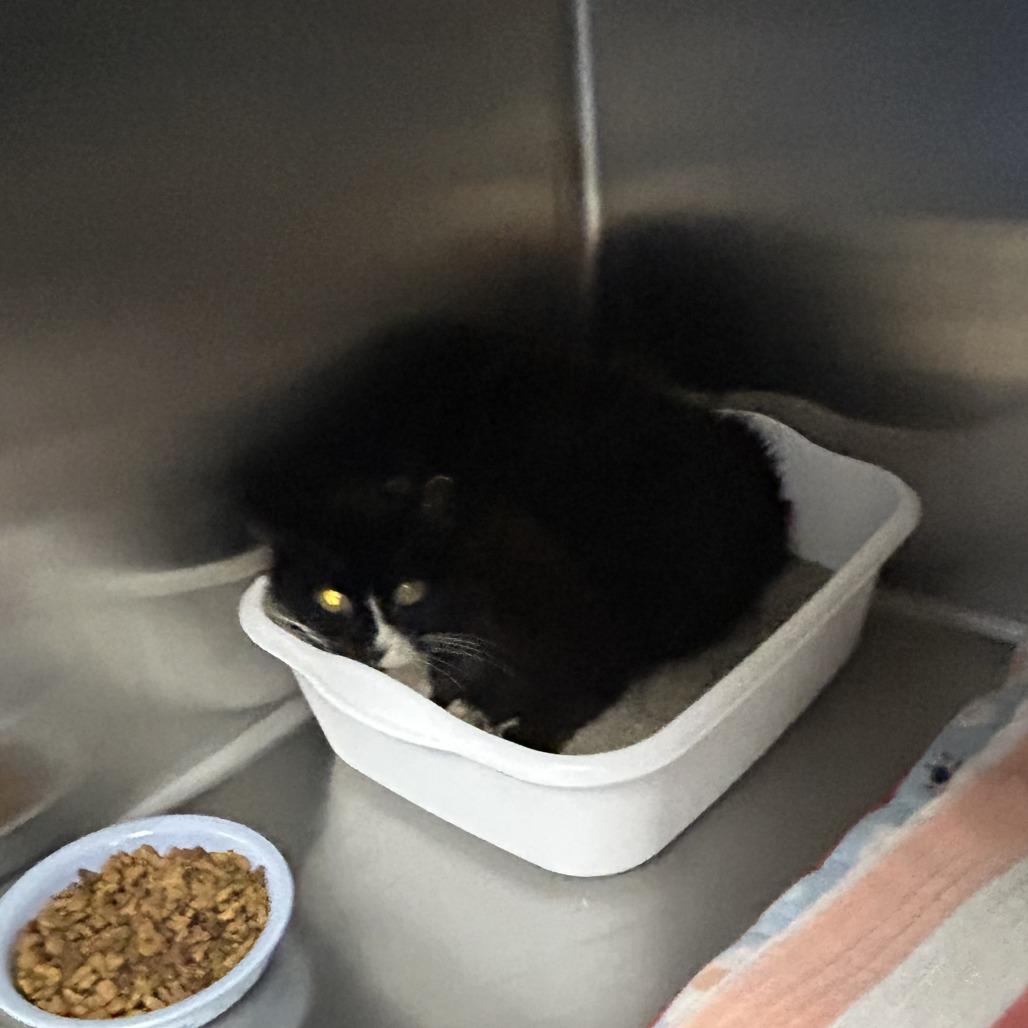 Enlarge Inkblot - Barn Cat, a Adoptable Domestic Short Hair in Hannibal, MO image 1/1