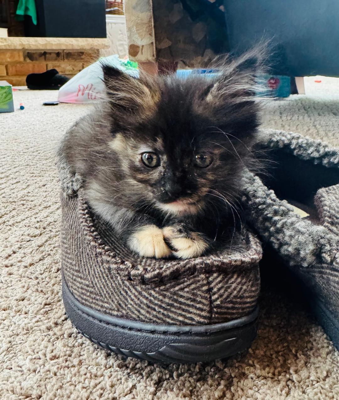 Enlarge Jeez Louise, an adopted Domestic Medium Hair in Mokena, IL image 3/3