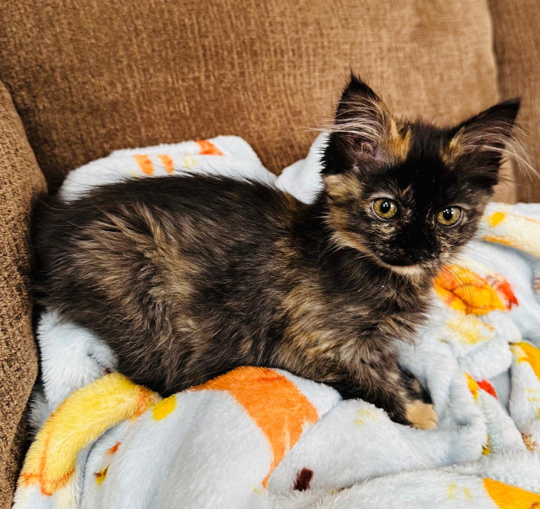 Enlarge Jeez Louise, an adopted Domestic Medium Hair in Mokena, IL image 2/3