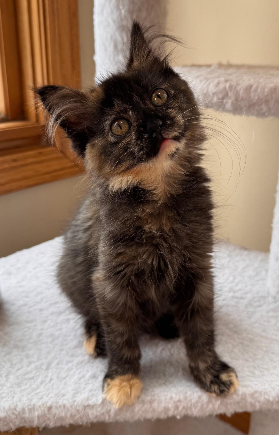 Enlarge Jeez Louise, an adopted Domestic Medium Hair in Mokena, IL image 1/3