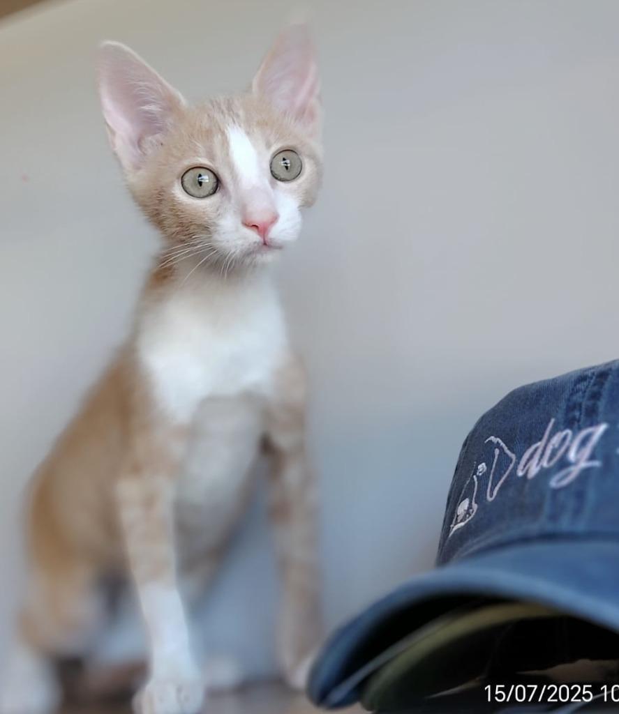 Mushu, a Adoptable mixed breed in San Juan de Abajo, NAY image 1/6