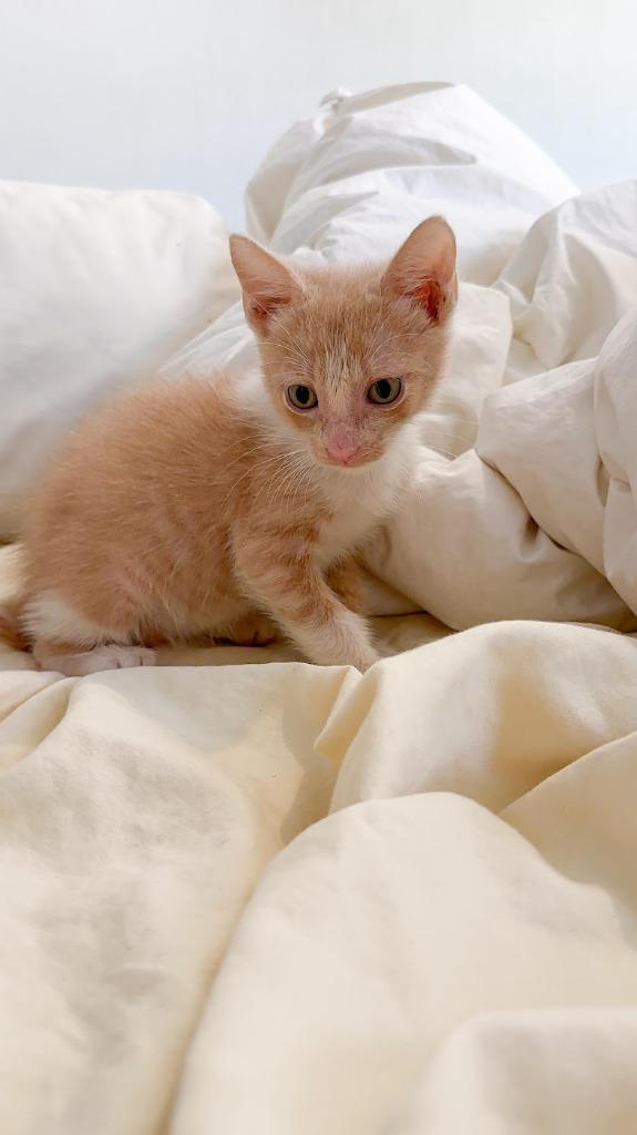 Mushu, a Adoptable mixed breed in San Juan de Abajo, NAY image 2/6