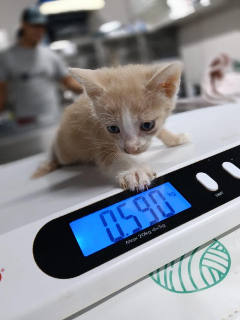 Mushu, a Adoptable mixed breed in San Juan de Abajo, NAY image 3/6