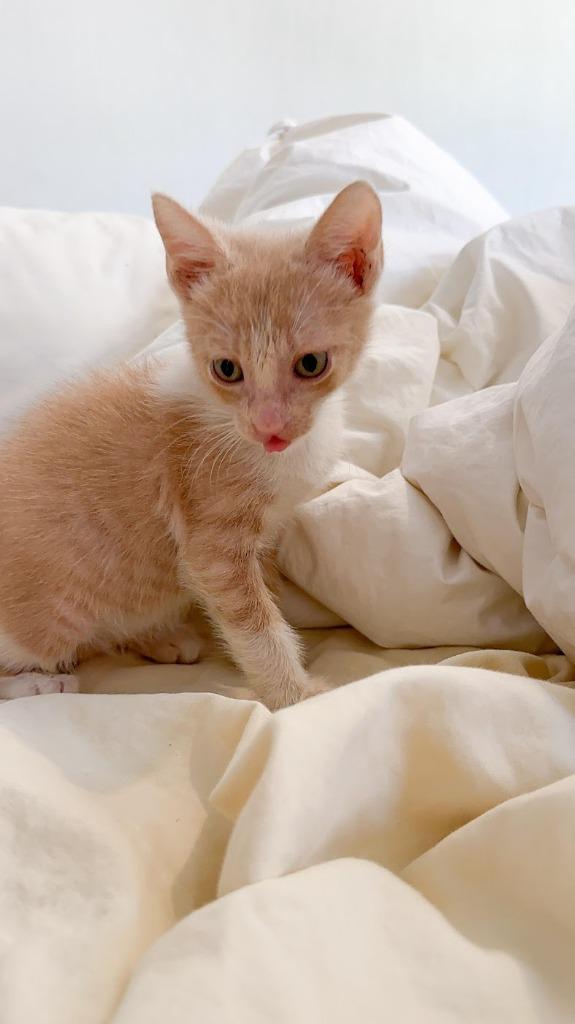 Mushu, a Adoptable mixed breed in San Juan de Abajo, NAY image 4/6