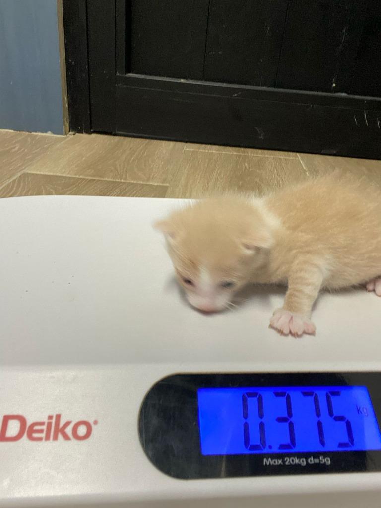 Mushu, a Adoptable mixed breed in San Juan de Abajo, NAY image 5/6