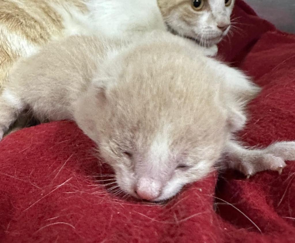 Mushu, a Adoptable mixed breed in San Juan de Abajo, NAY image 6/6