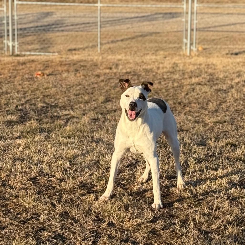 Enlarge Firework, a Adoptable Mixed Breed in Pauls Valley, OK image 1/4