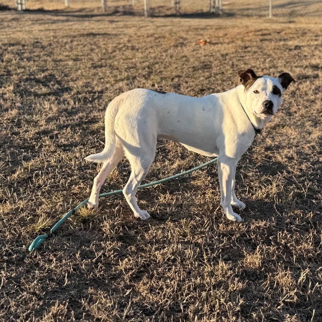 Enlarge Firework, a Adoptable Mixed Breed in Pauls Valley, OK image 2/4