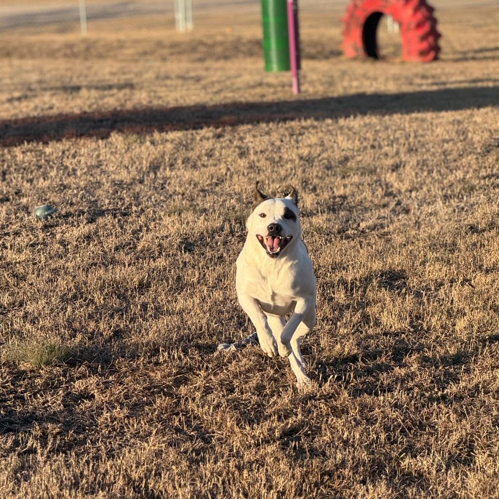 Enlarge Firework, a Adoptable Mixed Breed in Pauls Valley, OK image 4/4