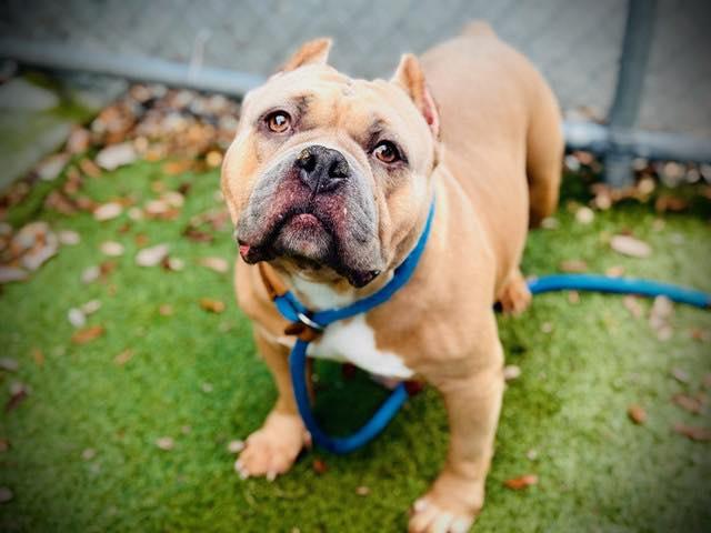 Enlarge BERTHA, a Adopted Staffordshire Bull Terrier in Deltona, FL image 1/1