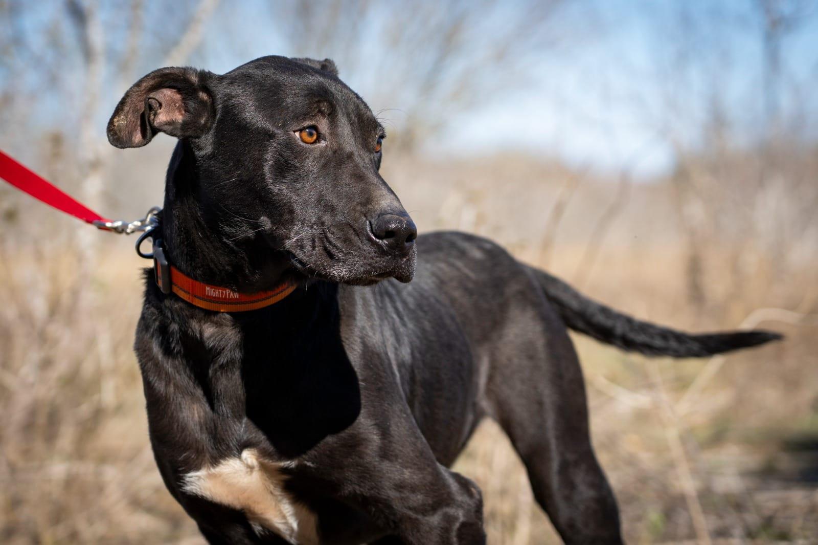 Enlarge Bongo, a ADOPTABLE mixed breed in Southport, CT image 4/5