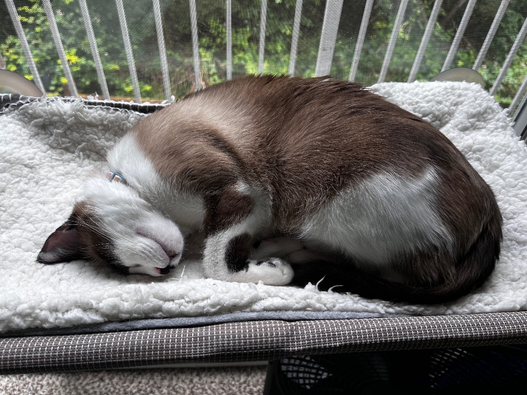 Dior, a Adoptable Snowshoe image 2/5