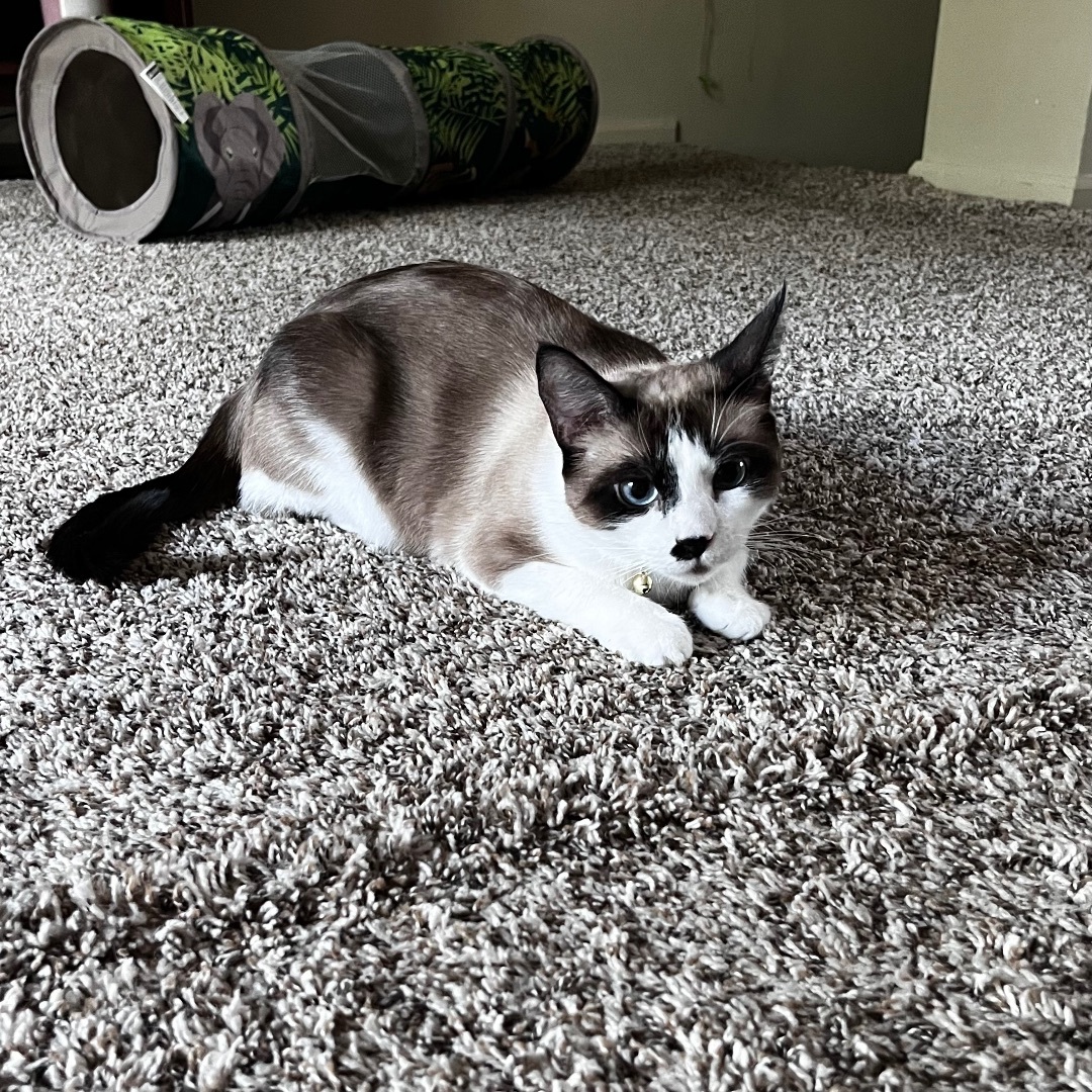 Dior, a Adoptable Snowshoe image 3/5