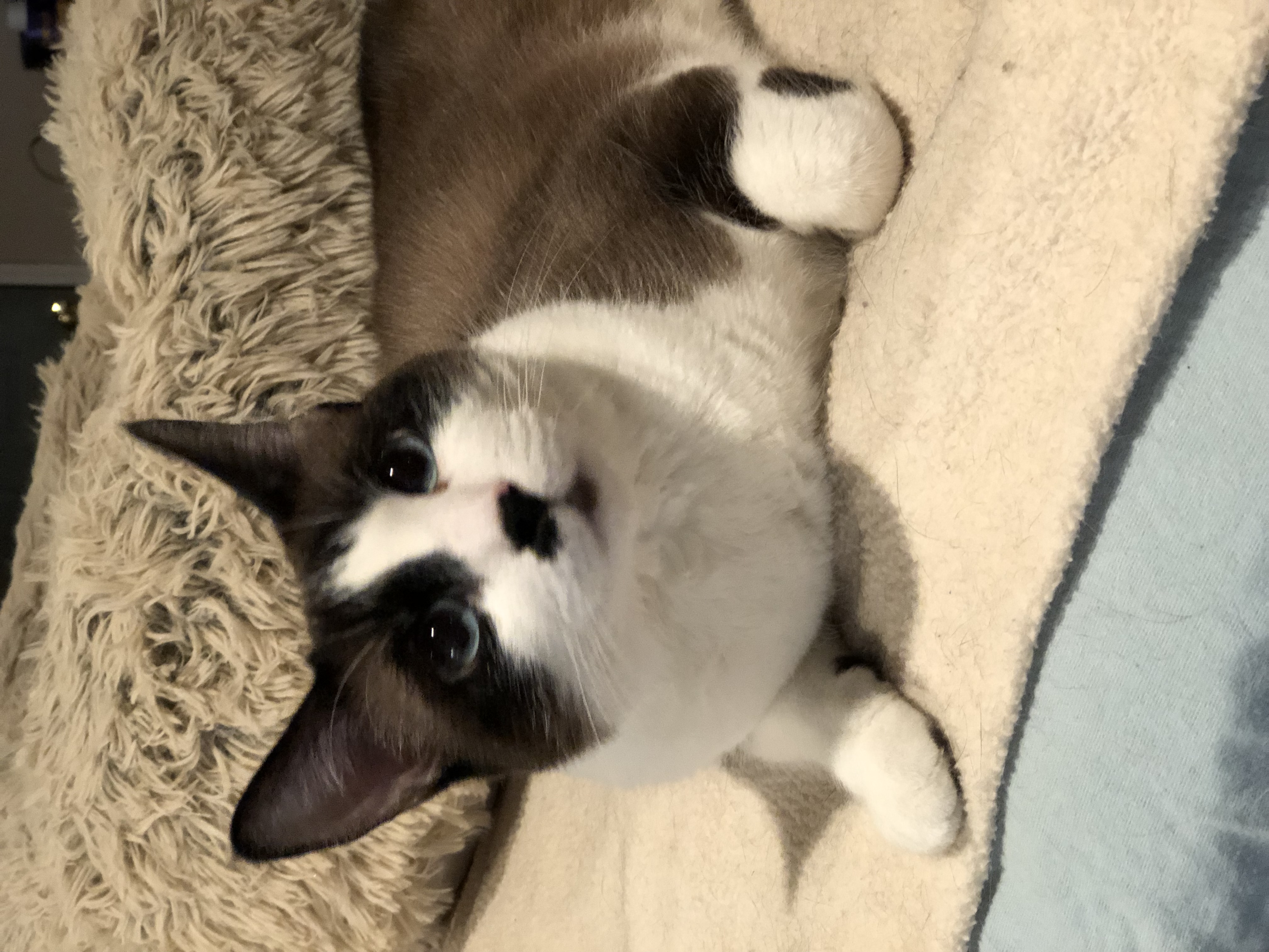 Dior, a Adoptable Snowshoe image 1/5