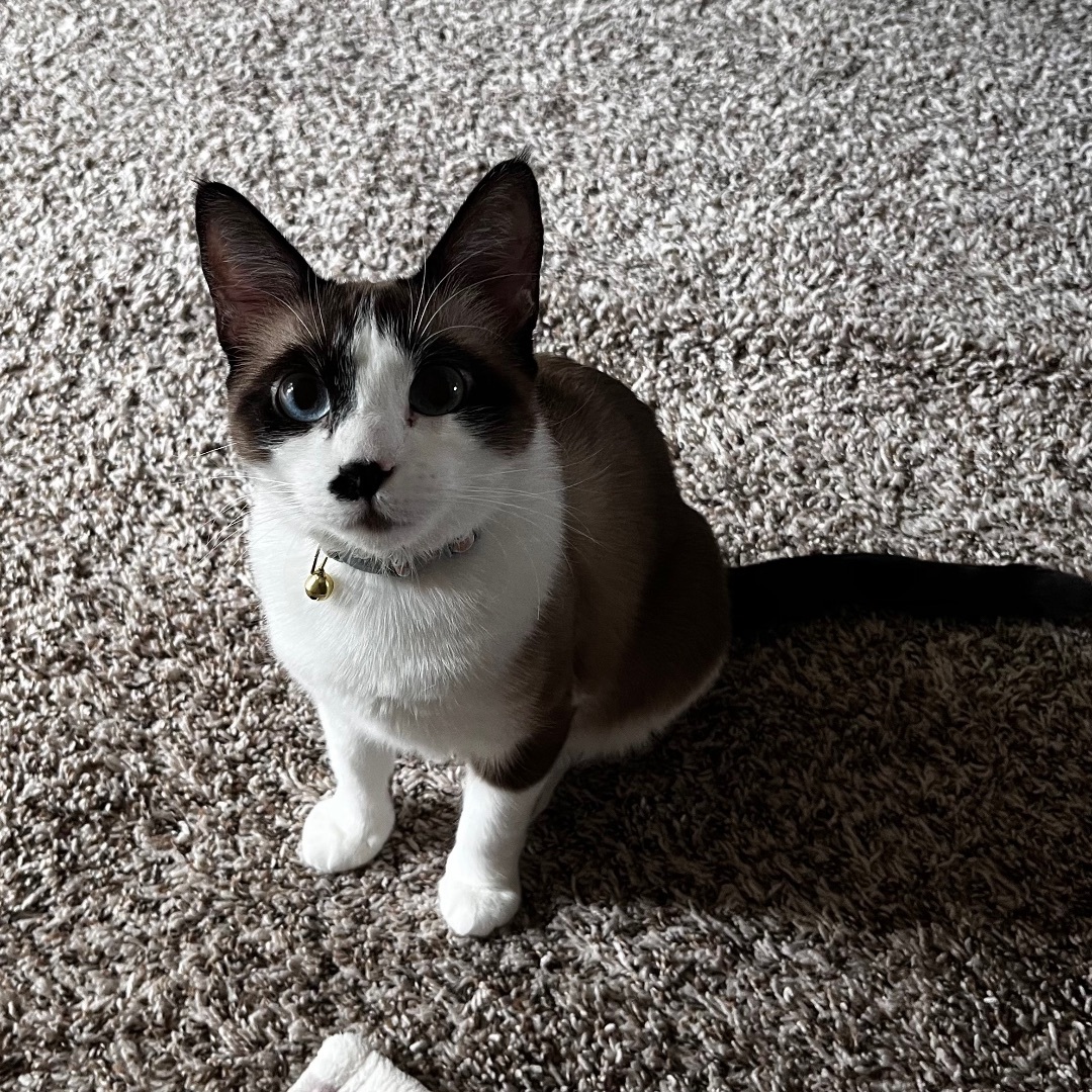 Dior, a Adoptable Snowshoe image 4/5