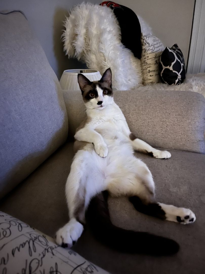 Dior, a Adoptable Snowshoe image 5/5