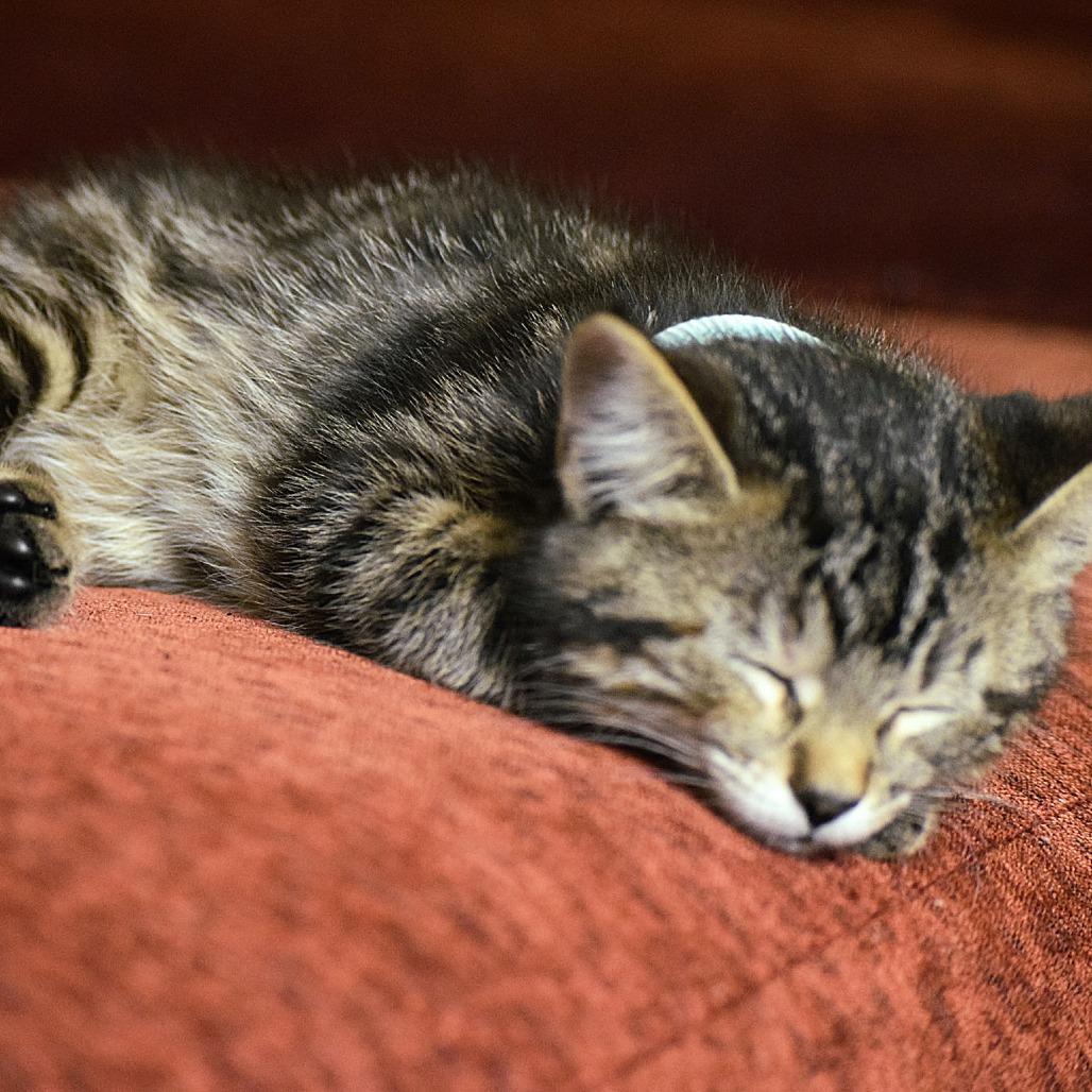 Enlarge Marshmallow, a Adoptable Domestic Short Hair in Springfield, MO image 2/4
