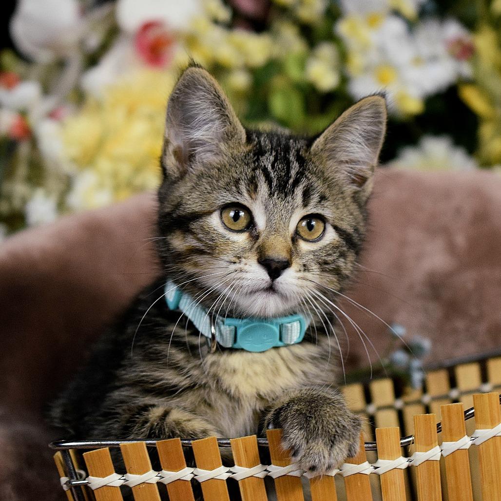 Enlarge Marshmallow, a Adoptable Domestic Short Hair in Springfield, MO image 3/4