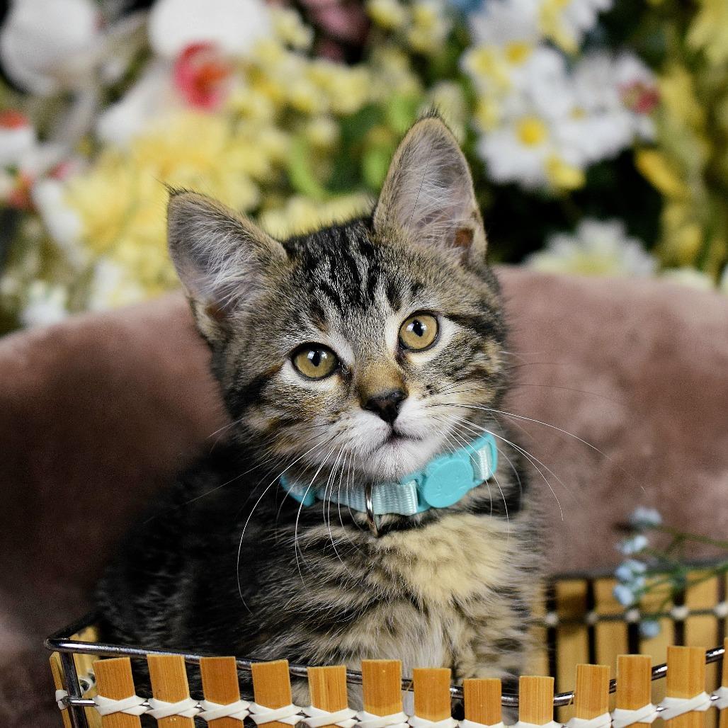 Enlarge Marshmallow, a Adoptable Domestic Short Hair in Springfield, MO image 4/4