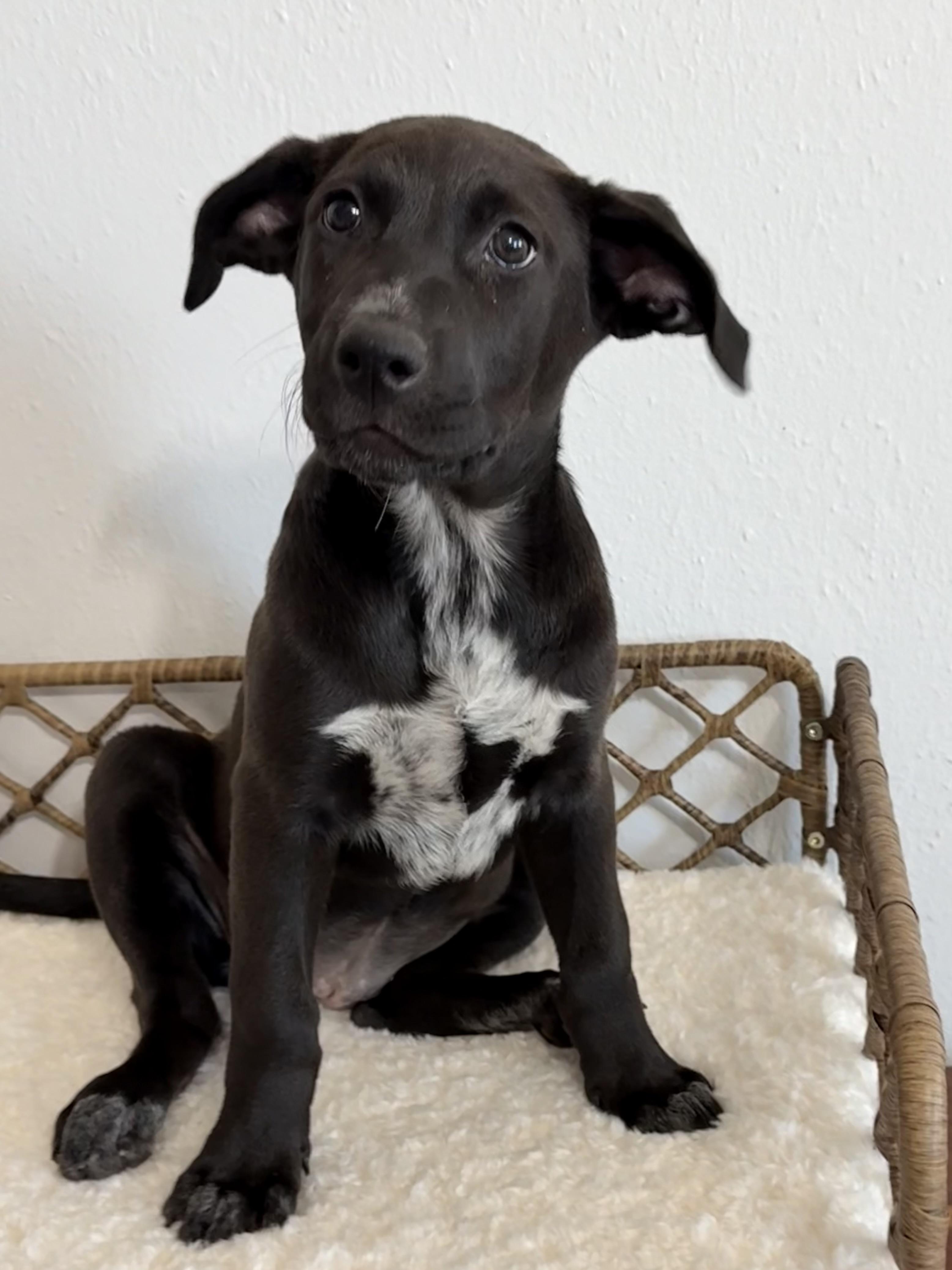 Victoria Valentina — thumbnail 2