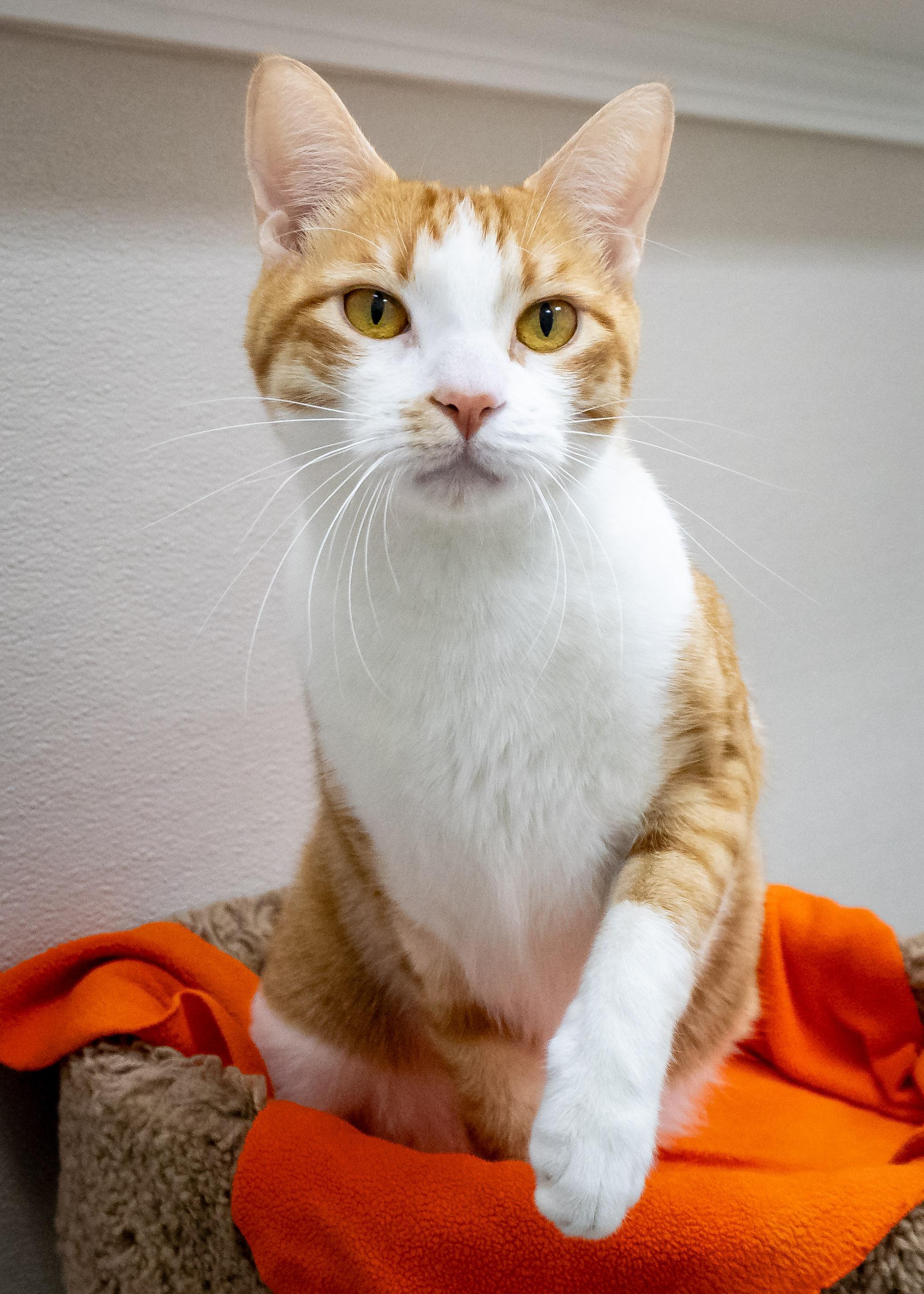 SAYSI, Adoptable, Adult Male Tabby.
