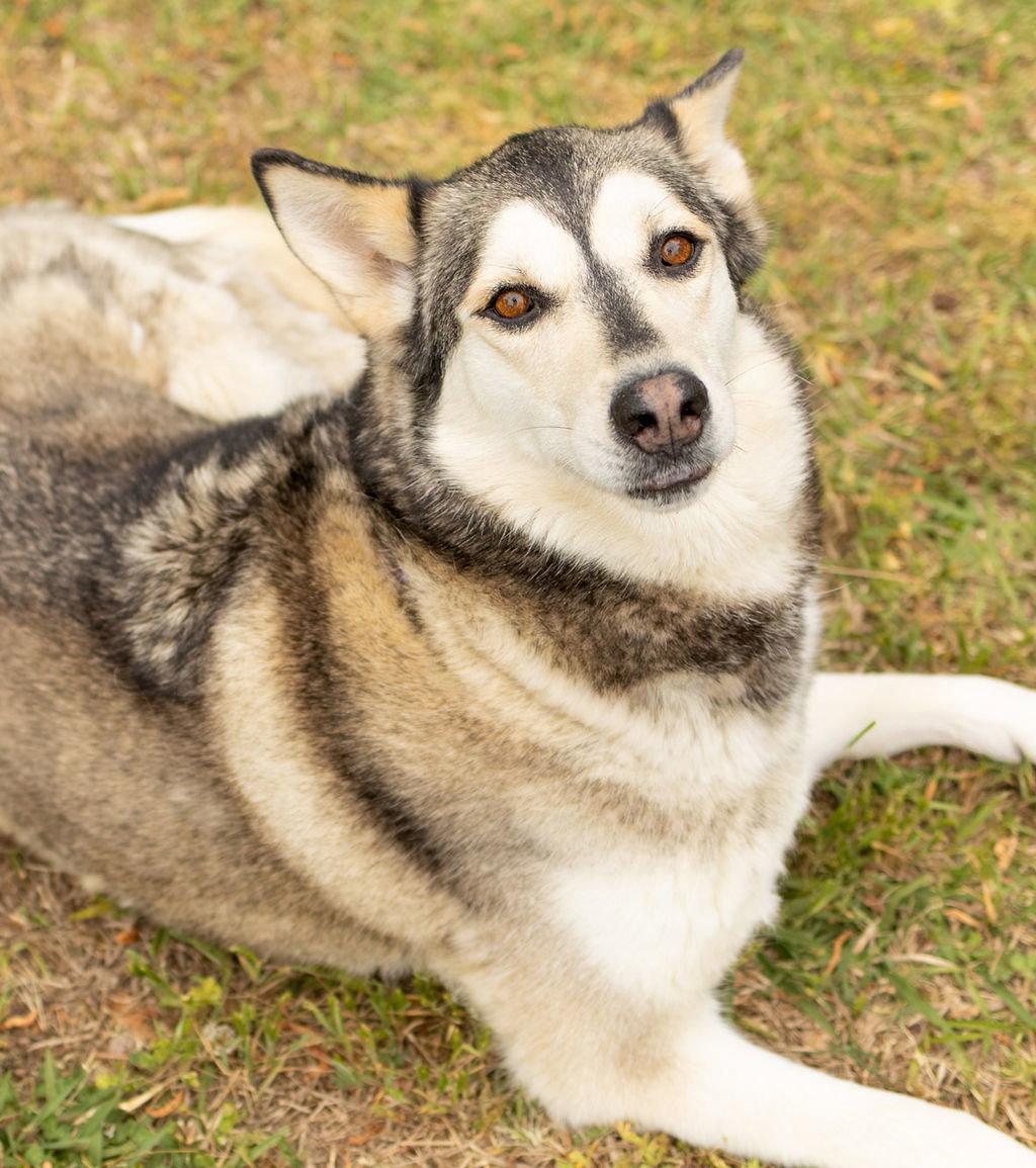 Lolli, a Adoptable Husky in Durham, NC image 1/3